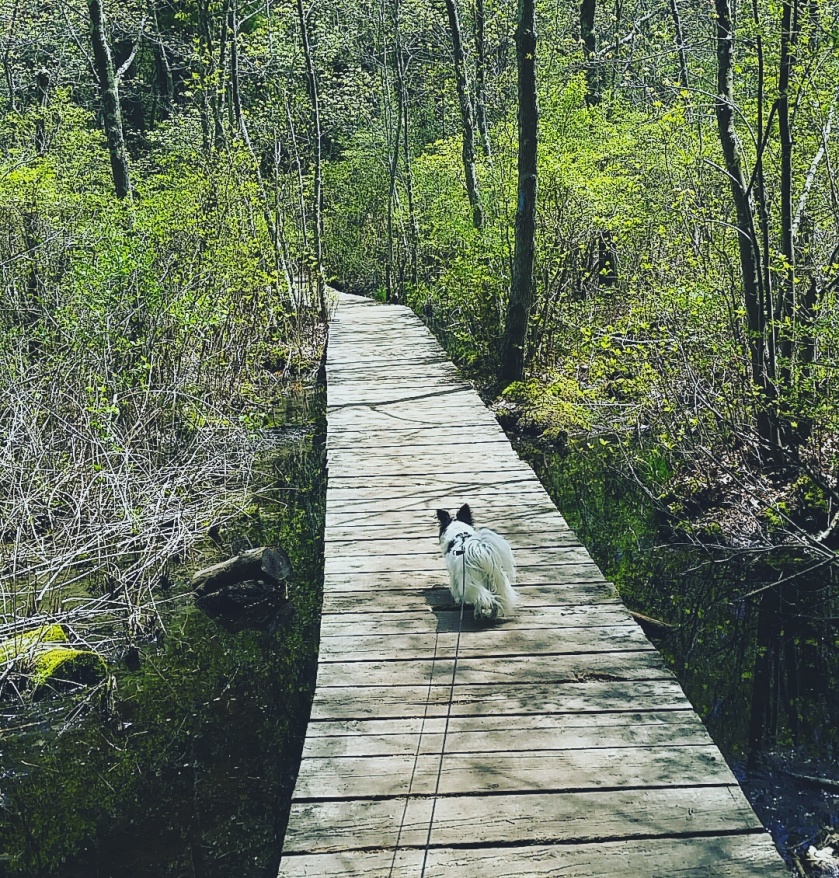 dog bridge